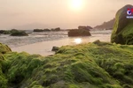 Nam O Reef in Da Nang draws visitors in the spring