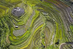 Ripening rice season on Hoa Binh terraced fields