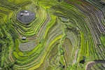 Ripening rice season on Hoa Binh terraced fields