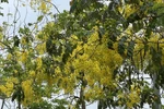 Golden shower flowers add vibrancy to Hanoi streets