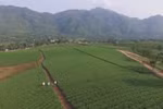 Vietnam becomes world’s 8th largest tea exporter 