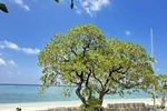 Beauty of iconic trees on Truong Sa archipelago