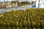 Fresh durians are sorted for exports. (Photo: Thai Commerce Ministry)