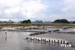 A shrimp farm in the coastal province of Quang Ninh. (Photo: VNA)