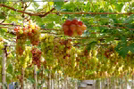 Ninh Thuan’s vineyards attract tourists 