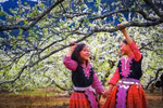 Moc Chau full of white apricot blossoms in spring