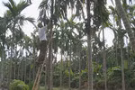 Areca trees improve livelihoods in Nam Dinh's commune