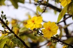 Apricot blossoms’ early flowering worry growers