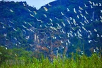 "Stork island" in Gia Lac, Ninh Binh