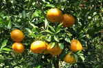 Farmers in Bac Kan wealthy thanks to tangerine trees