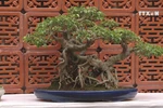 Art of bonsai appeals to more people