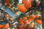 Lai Vung tangerines woo tourists
