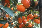 Lai Vung tangerines woo tourists