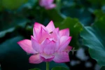 Lotus flower charm eases summer heat