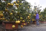 Dien pomelo- a Hanoi speciality 