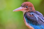 Kon Ha Nung Plateau Biosphere Reserve - an invaluable gift of nature
