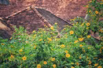 Da Lat attracts tourists with colourful flowers