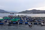Khanh Hoa seeks green light for high-tech marine farming project