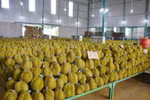 Vietnam’s agricultural products appeal to foreign customers