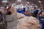 Tra fish export to UAE jumps 67% in Q1