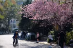Tourists flock to Da Lat after Tet to admire flowers