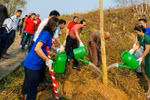 Up to 1,000 ban flowers planted at Dien Bien Phu battlefield relic sites