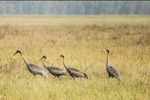 Red-crowned cranes return to Tram Chim National Forest