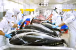 Tuna exports predicted to rebound as billion-USD earner