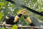Phong Nha-Ke Bang National Park receives 11 rare animals