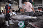Middle East the fourth largest importer of Vietnamese tuna: Association