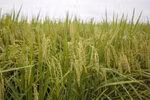 Output at Malaysia’s rice bowl ensured despite hot, dry conditions
