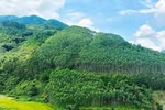 Vietnam receives 51.5 million USD in carbon credits from WB