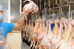 Vietnam to export chicken meat to Islamic countries