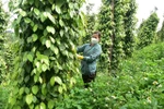 Pepper prices continue increase trend