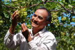Visit the Ba Moi vineyard, listen to a gardener's stories
