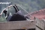 Discover the "safe home" of Vietnamese bears