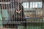 New lives of the last four bears at the Central Circus