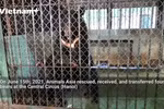 New lives of the last four bears at the Central Circus