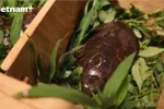 Visit the home of many rare turtle species in Cuc Phuong