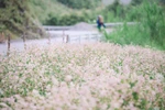 Magnificent Ha Giang in buckwheat flower season