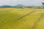Finding a market for "low-emission" rice