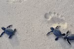 Protecting sea turtles on Con Dao Island