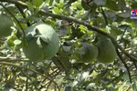 Vietnam to export first batch of fresh pomelo to US