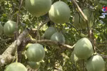 Opportunities for Vietnamese pomelo to enter more markets