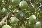 Opportunities for Vietnamese pomelo to enter more markets