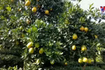 Orange orchards charm visitors to Moc Chau 