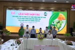 Dong Thap exports first batch of mangoes to Europe in 2022
