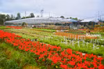 Flower gardens in Da Nang ready for Lunar New Year