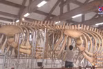 Two 300-year-old whale skeletons on Ly Son Island restored