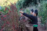 Unique cockscomb flower festival of Cong ethnic people